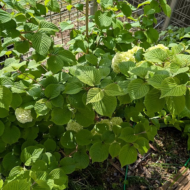 mofukoさんの部屋