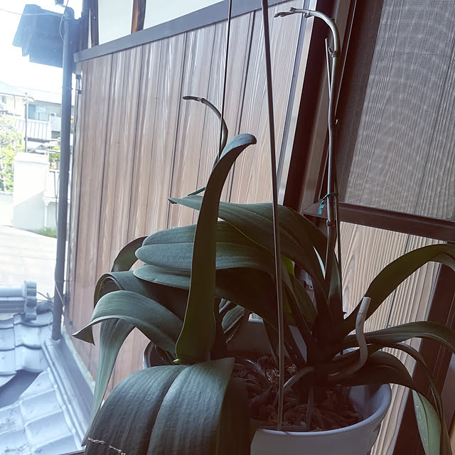 coco1204さんの実例写真