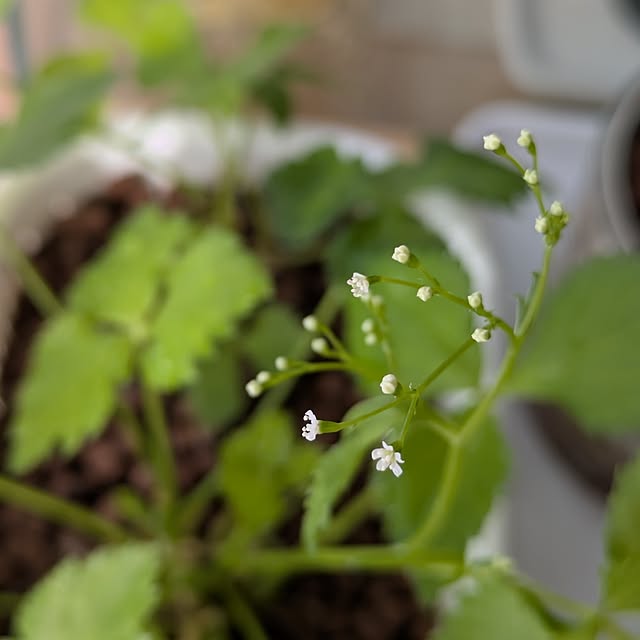 mi-saさんの部屋