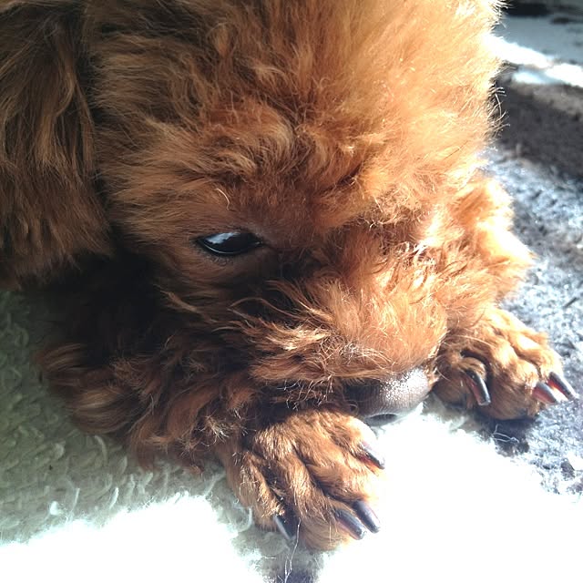 cocoさんの実例写真