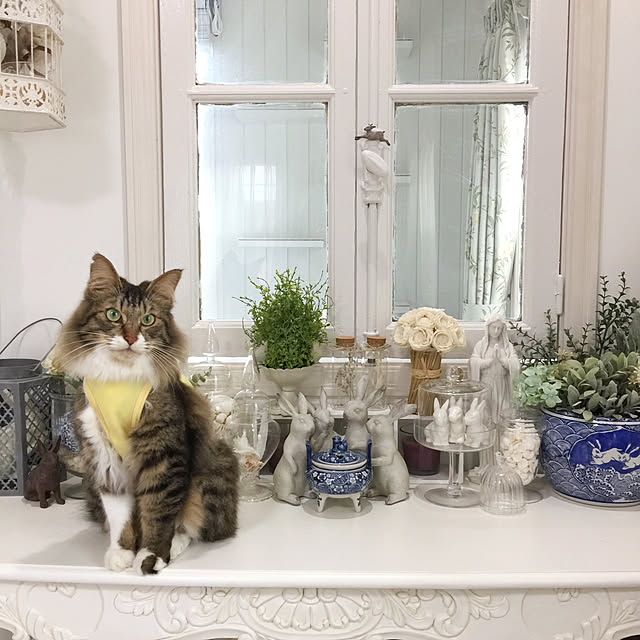 yuchiさんの実例写真