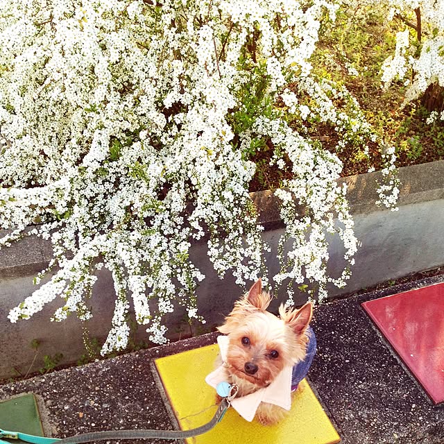 yuchinさんの実例写真