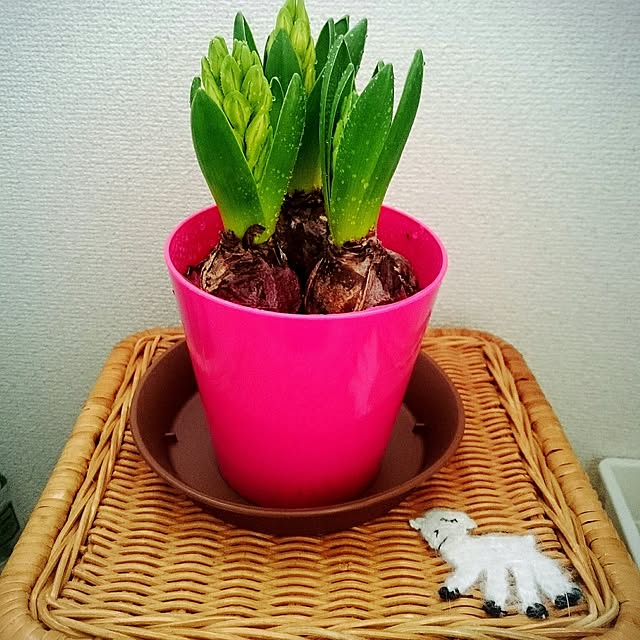 dotlaceさんの実例写真