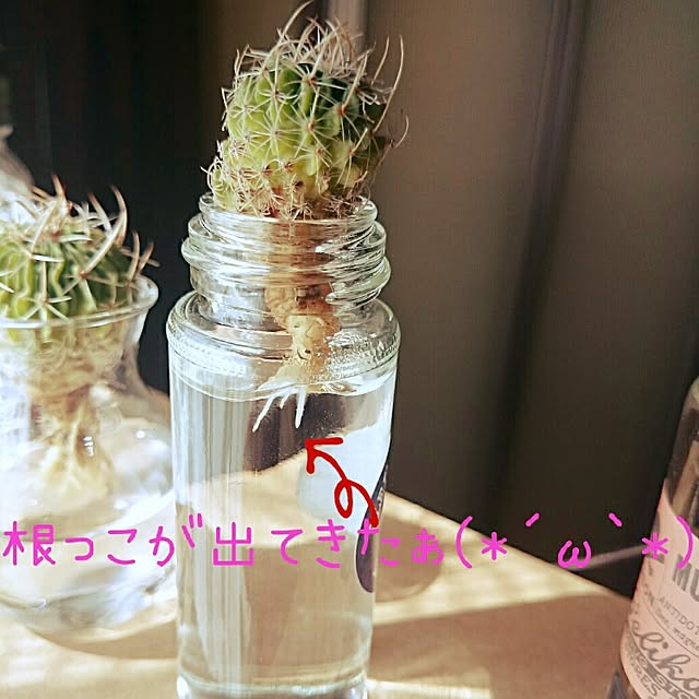 kiraさんの実例写真