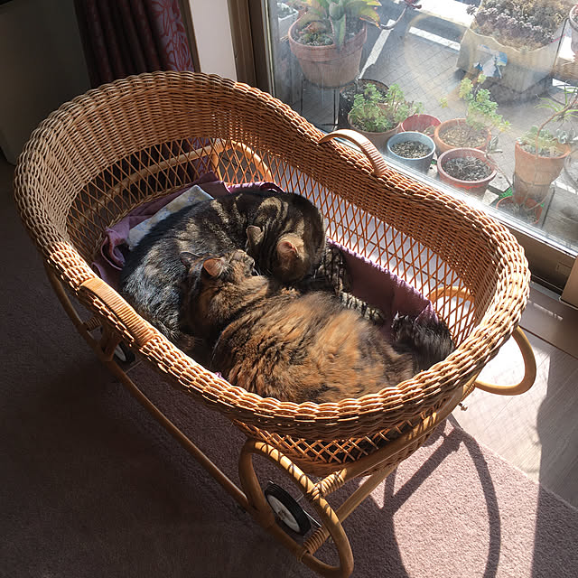 mikomaruさんの実例写真