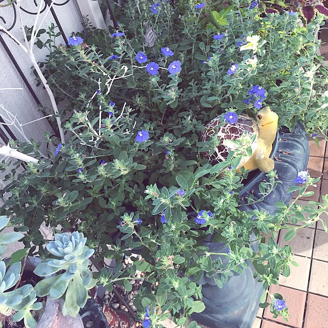 emmyyさんの実例写真