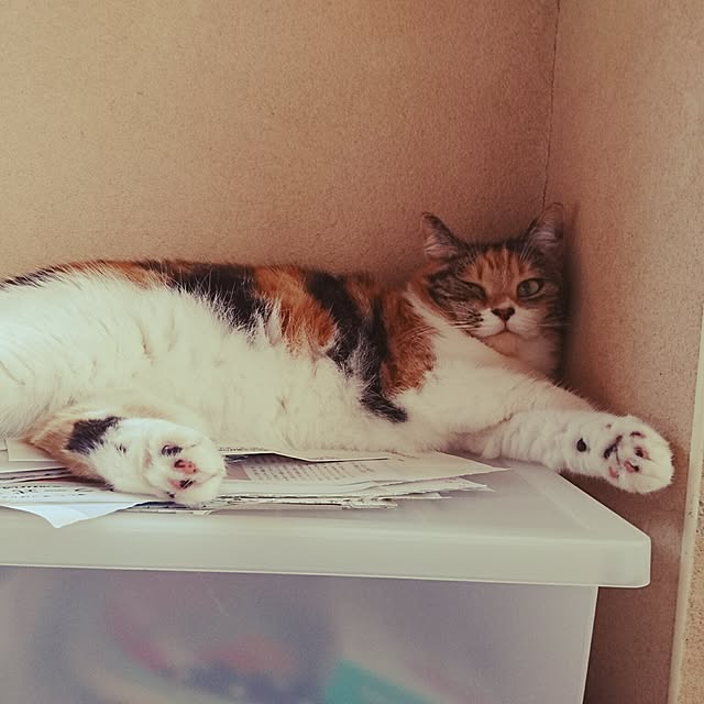 yukieさんの実例写真