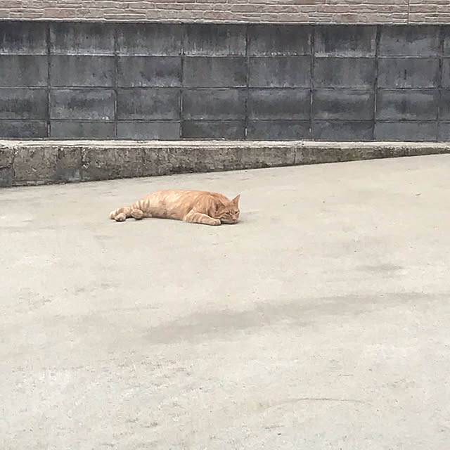 mameさんの実例写真