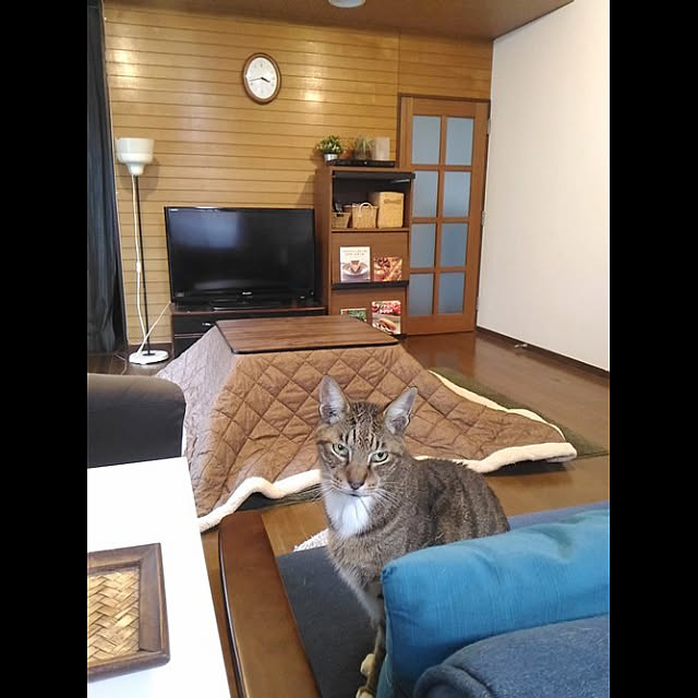 cacaoさんの実例写真