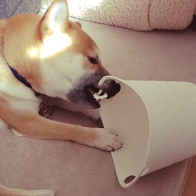 kotaさんの実例写真