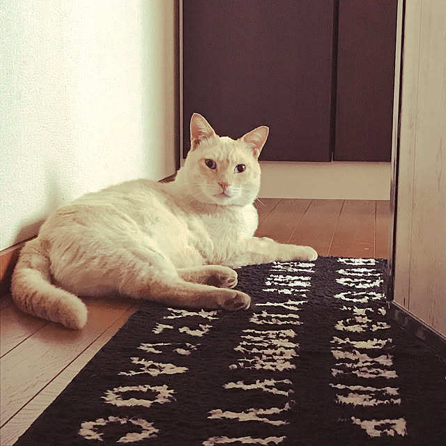 sarappaさんの実例写真