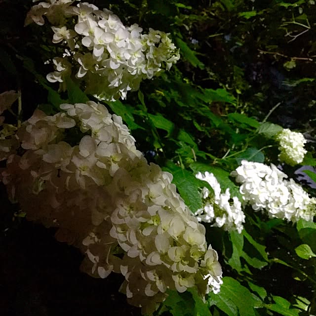 butachanさんの実例写真