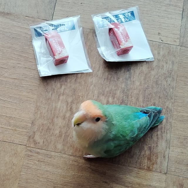 aoinokimiさんの実例写真