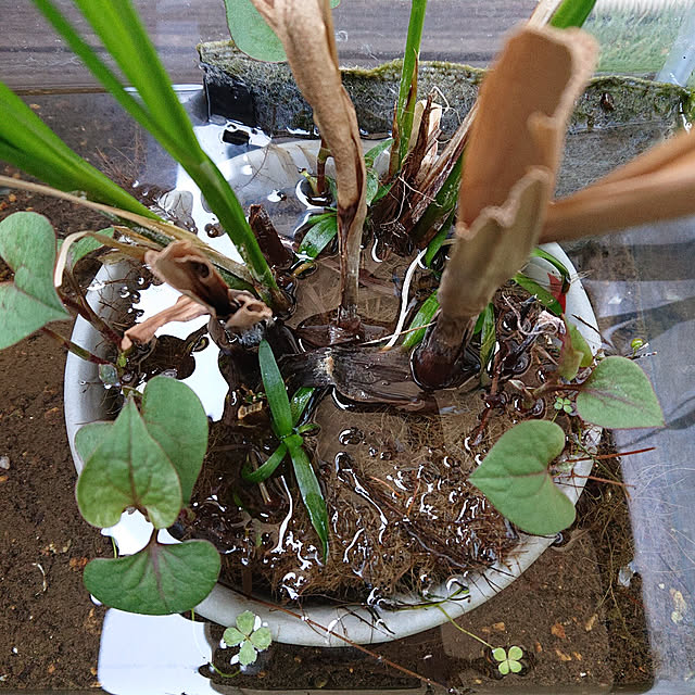 kakkaさんの実例写真