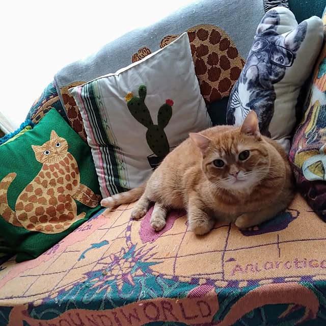 CHIKAさんの実例写真