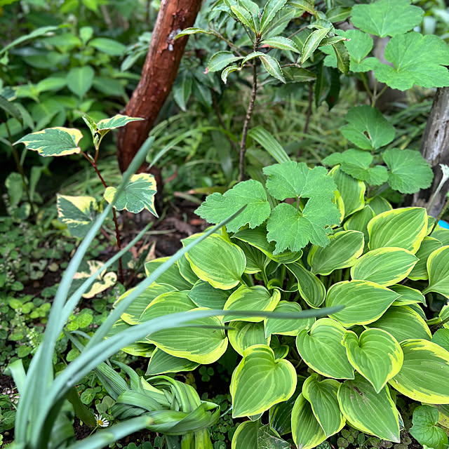 Royal_Gardeners_Clubさんの部屋