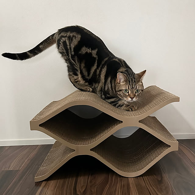部屋全体/爪とぎ/ねこ/キャットタワー/キャットウォーク...などのインテリア実例 - 2025-02-16 13:40:21