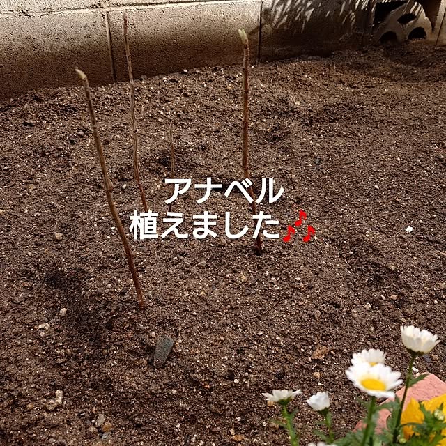 JUNKOさんの実例写真