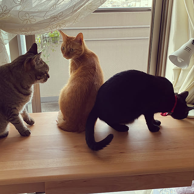 naturalさんの実例写真
