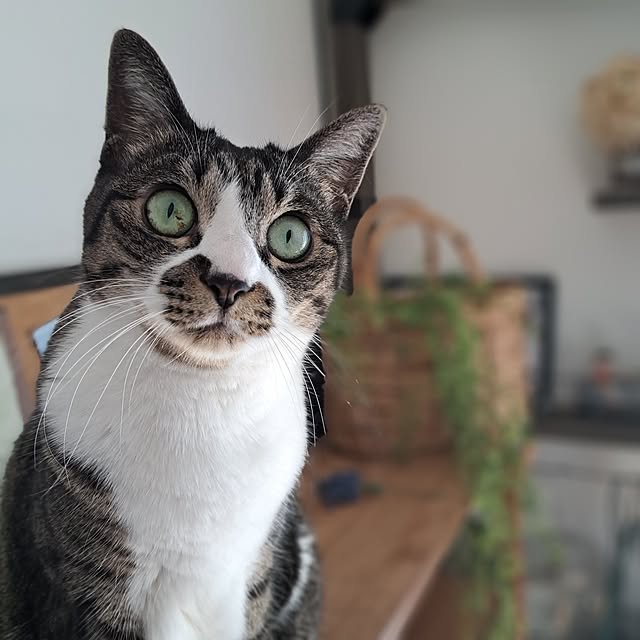 shinoさんの部屋