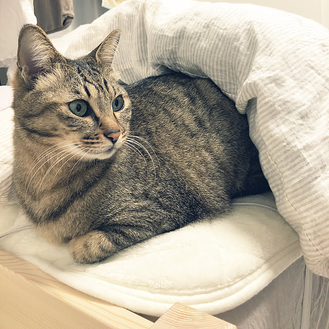 agr08さんの実例写真