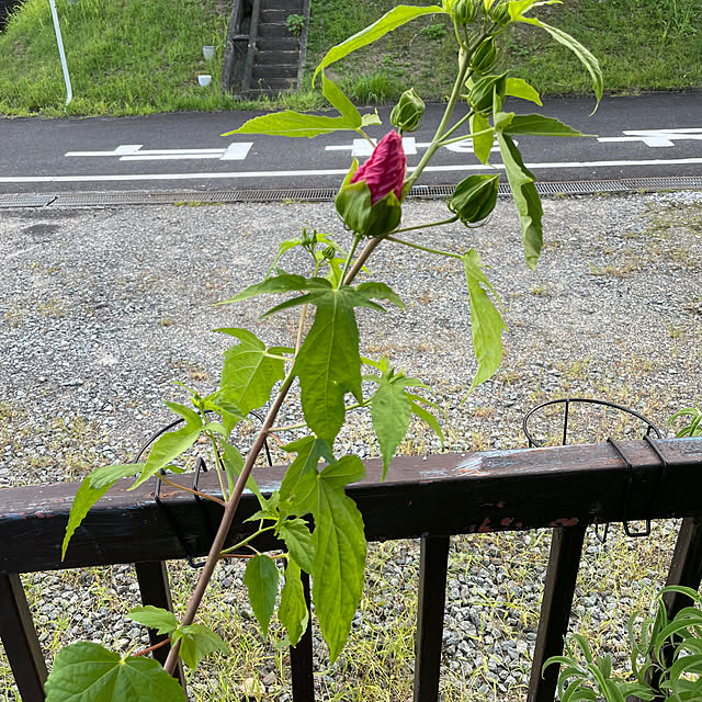 shin0719さんの実例写真