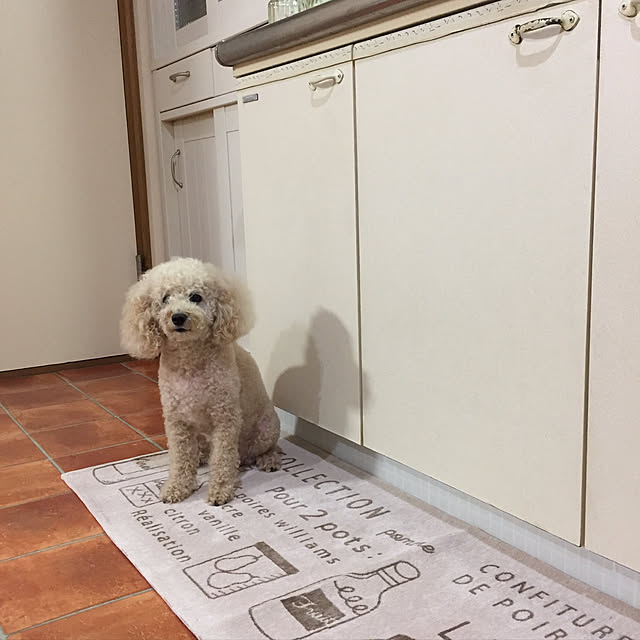 mocomocoyuuさんの実例写真