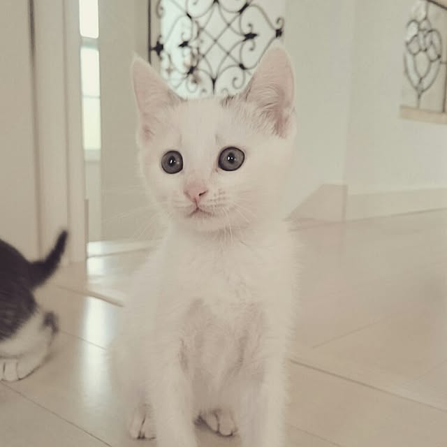 mipoさんの実例写真