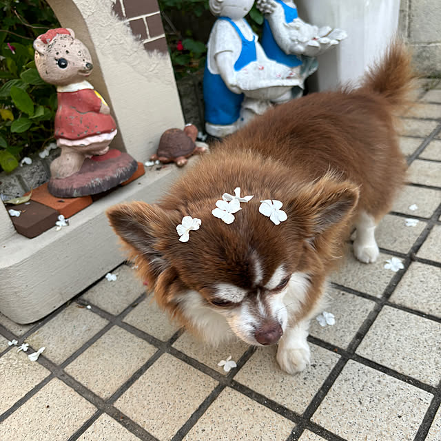 chIoeさんの部屋