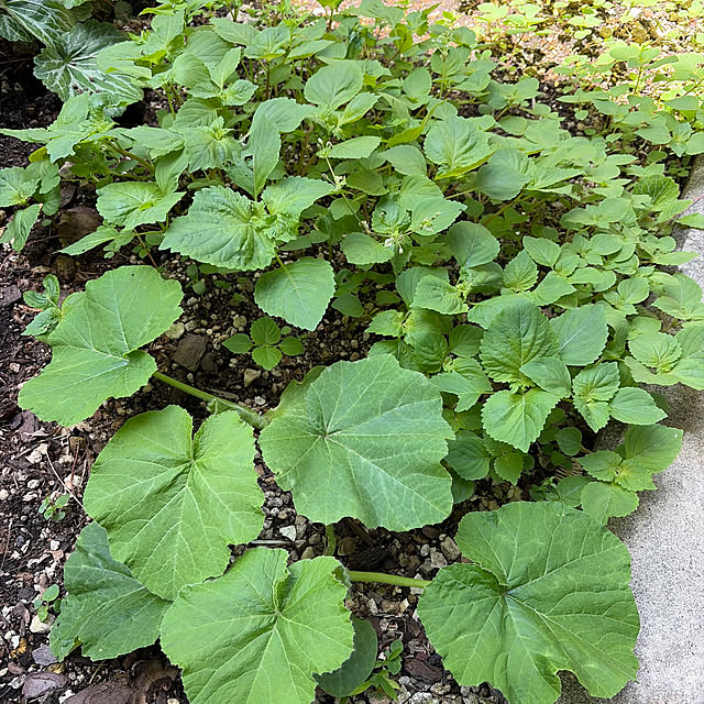 mozukuさんの実例写真