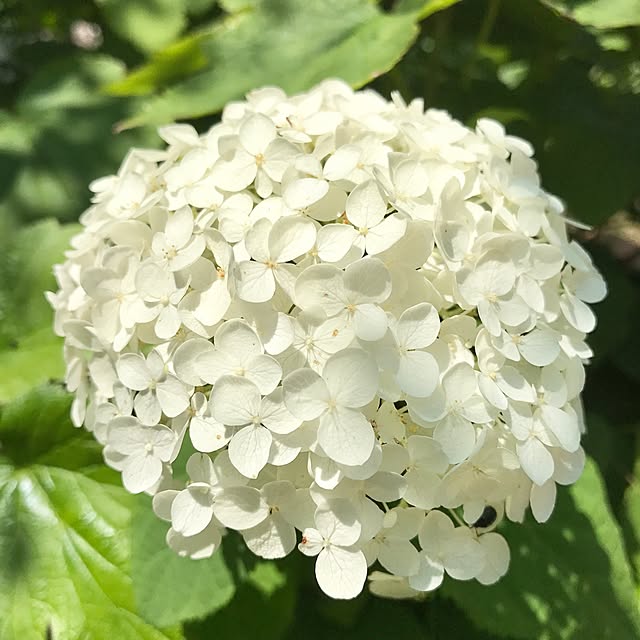 samanthakitchenさんの実例写真
