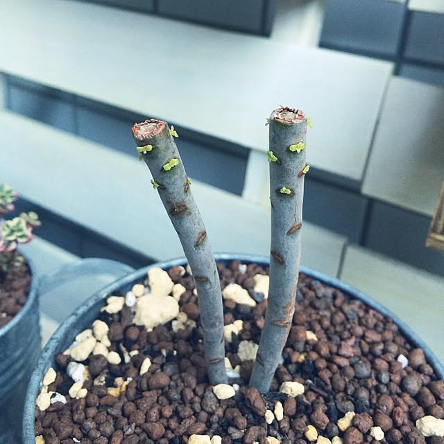 akinkoさんの実例写真