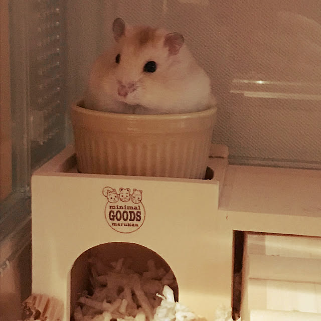 gomugiさんの実例写真