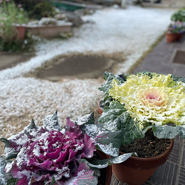 buchiさんの部屋