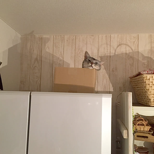 kotoriさんの実例写真
