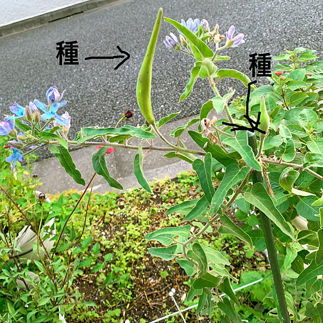 eshinobumさんの実例写真