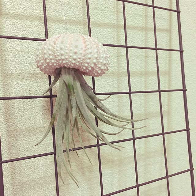 ayuさんの実例写真