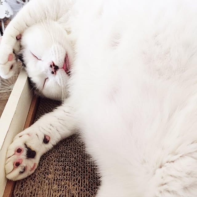 miさんの実例写真