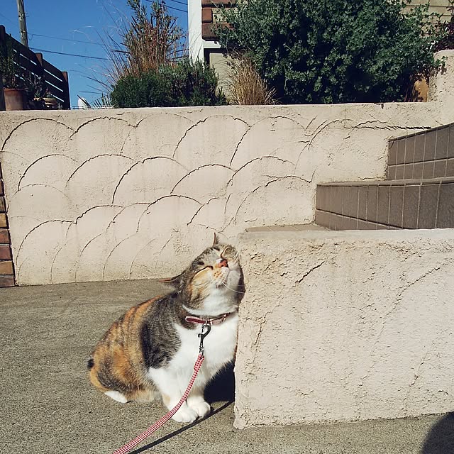 tomo1220さんの実例写真