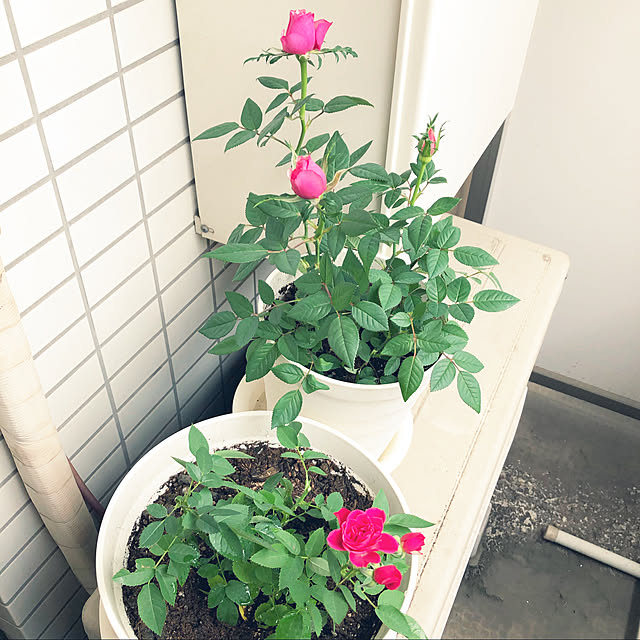 fumie.maruさんの実例写真