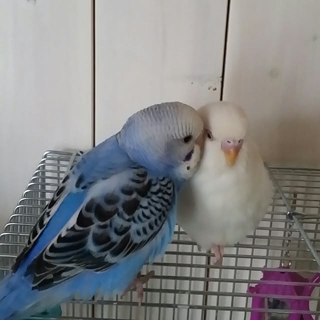 karinさんの実例写真