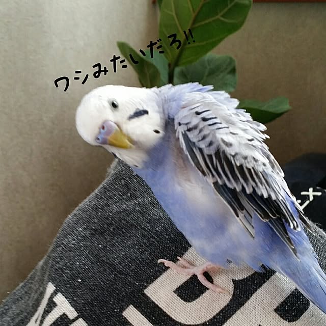 karinさんの実例写真