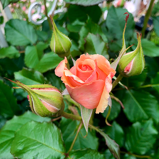 tomoさんの実例写真