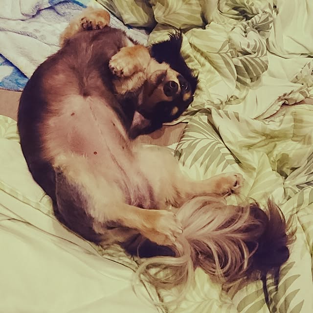 cocosorasakuさんの実例写真