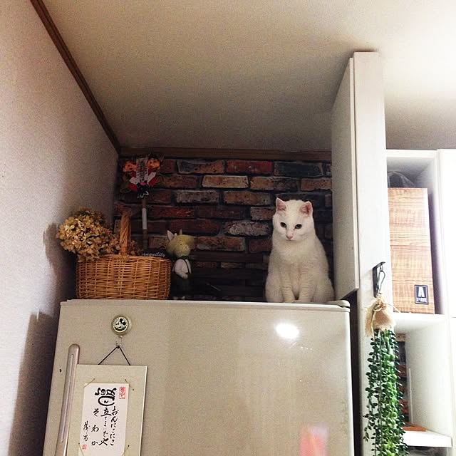 Kinanさんの実例写真