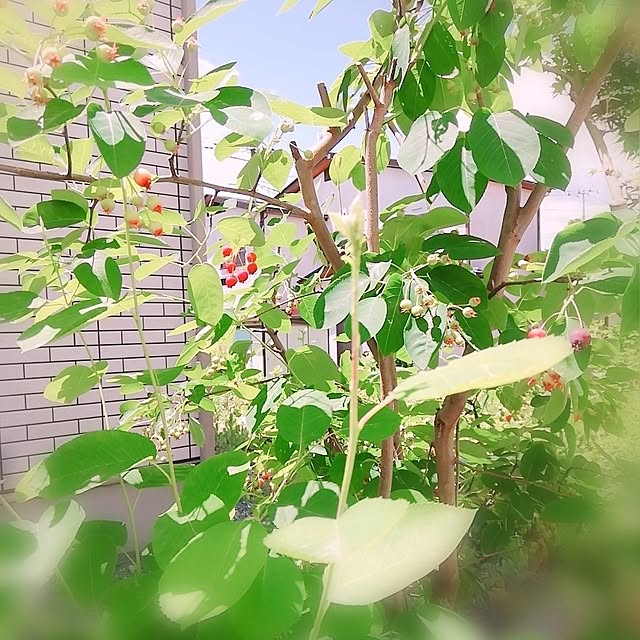surviveさんの実例写真