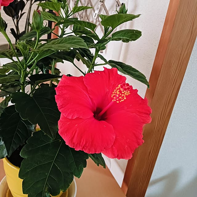 hanachanさんの部屋