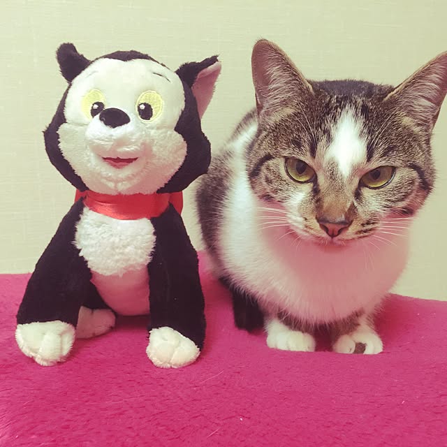 chikaさんの実例写真