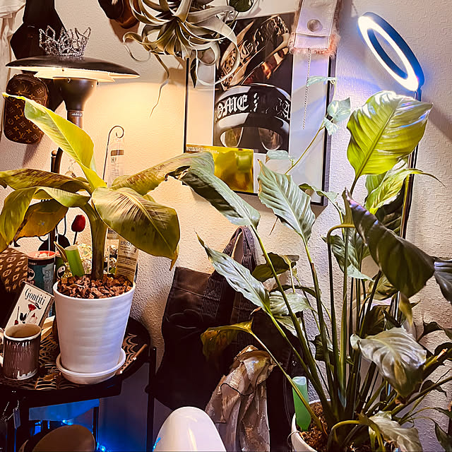 リビング/植物育成LEDライト/一人暮らし/明かり/カフェ風...などのインテリア実例 - 2024-10-23 21:01:40