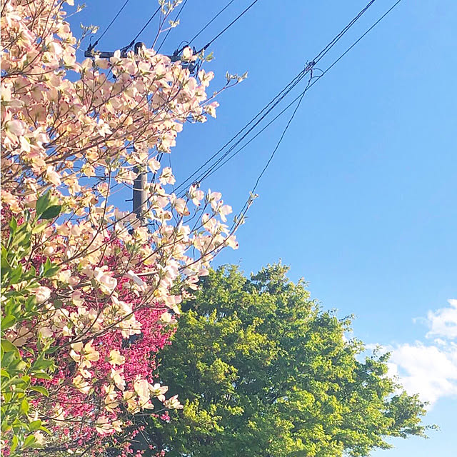 naho81078さんの実例写真